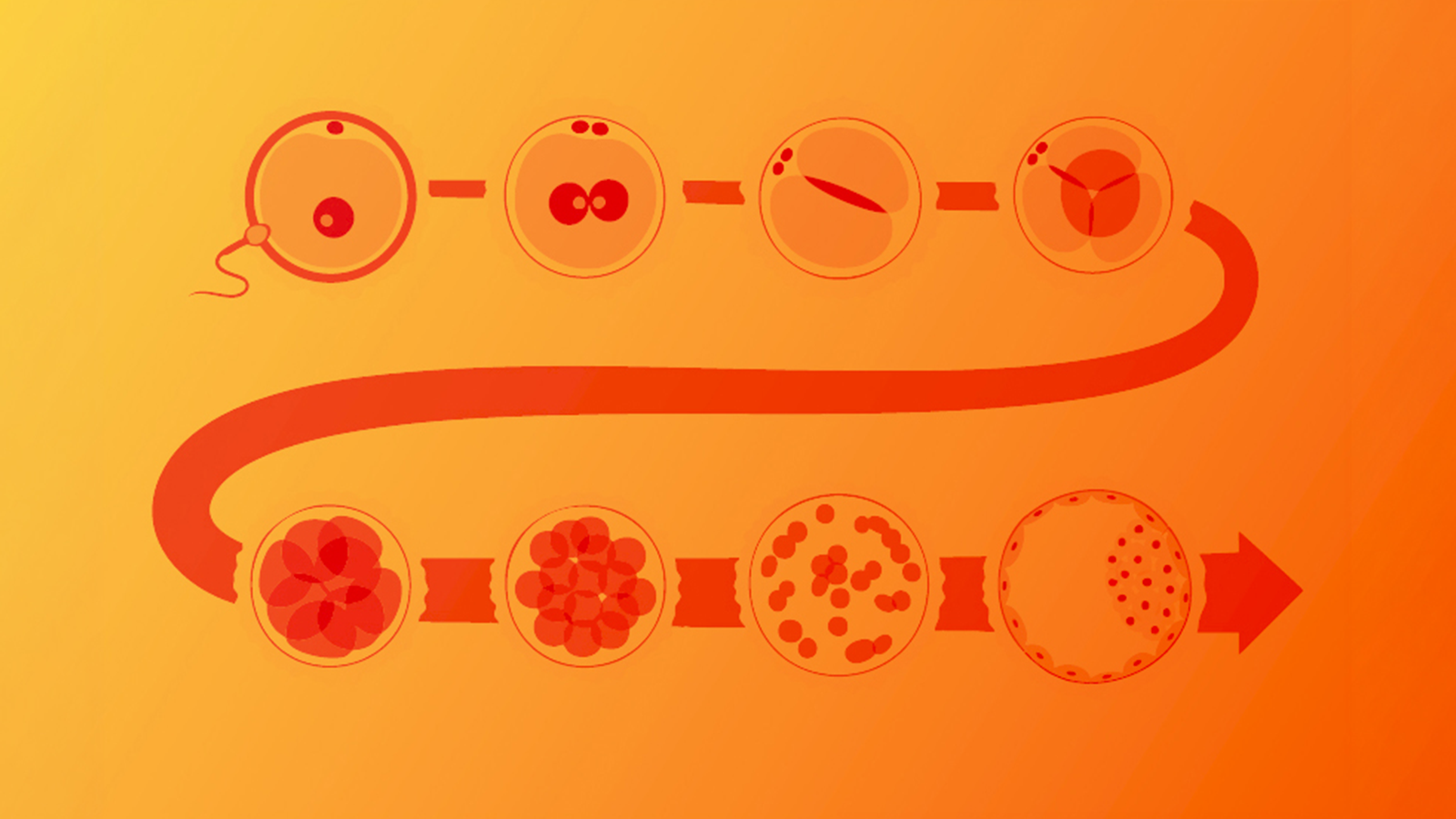 Step-by-Step IVF Process Guide: How IVF Works Explained | Pluro